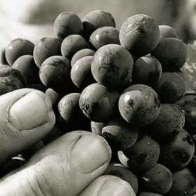 La Toscana del Vino: “Poderi Arcangelo”